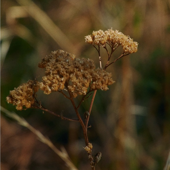 southernpalm